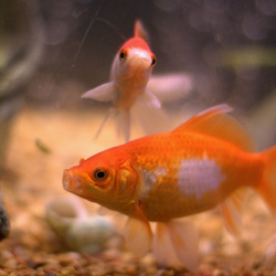 Freshwater Fish Species - Aquarium Base